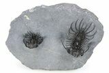 Double Spiny Quadrops Trilobite Specimen - Ofaten, Morocco #255575-1